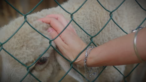 young woman petting a lamb over the net in an animal farm close shot