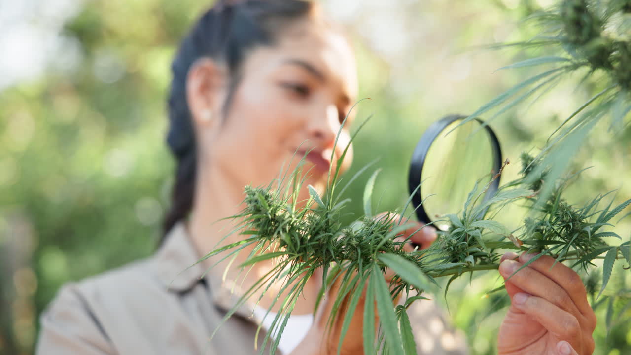 Woman inspecting cannabis plant with magnifying glass