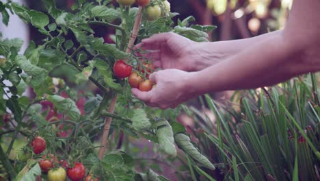 picking and growing juicy, plump, ripe tomatoes from a fresh green vine by hand