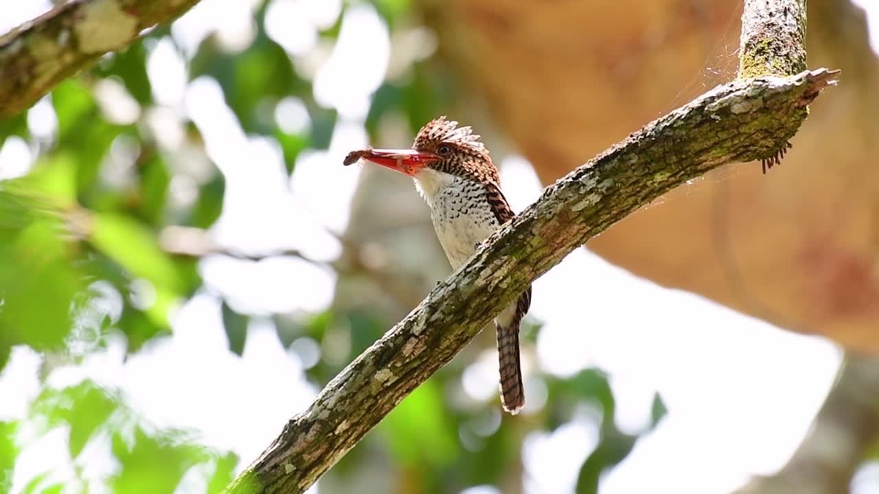 un martín pescador de árboles y una de las aves más hermosas que se encuentran en tailandia dentro de las selvas tropicales