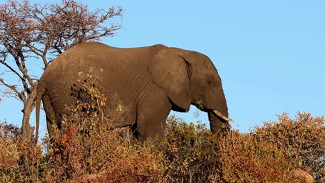 Elephant-Bull-in-Kruger-Park,-Africa,-standing-still,-with-only-his-trunk-moving-as-he-feeds-on-the-vegetation