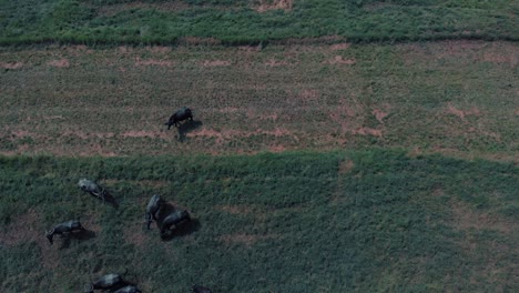 Drohnenschuss,-Der-über-Einem-Grünen-Und-Gelben-Grasfeld-Mit-Bullen-Mit-Hörnern-Und-Kühen-Fliegt,-Die-Gras-Fressen