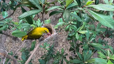 ave hembra de oriole dorado alimentándose en el nido