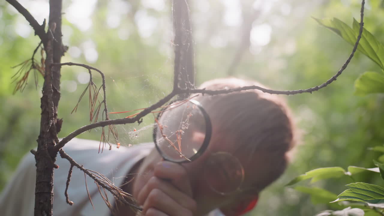 Close view of botany student in white coat observing spider webs with microscope in forest, highlighting fragile cobweb structure under bright sunlight during ecological and scientific research study