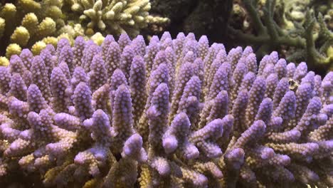 pink hard coral close up on coral reef