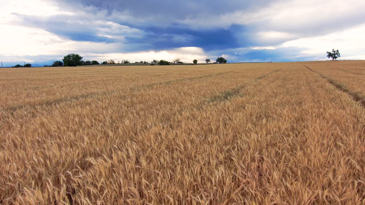 un hermoso vuelo de bajo nivel sobre el trigo de invierno con un pájaro negro volando a través de la escena y cielos épicos arriba