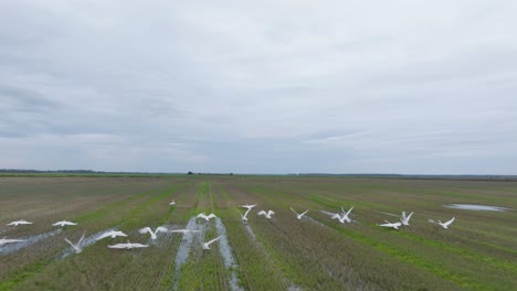 vista aérea de un gran rebaño de cisnes blancos mudos tomando en el aire, campo agrícola, día nublado, migración de aves, amplio avión no tripulado disparado en cámara lenta moviéndose hacia adelante