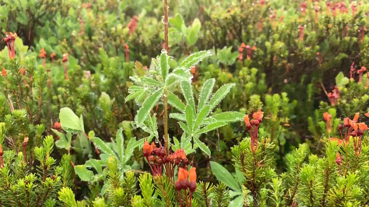 pequeñas gotas de agua en las hojas verdes de una planta que se sacude en la brisa de la montaña