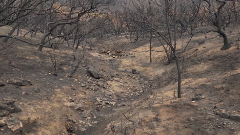 árboles-Quemados-Y-Paisaje-Forestal-Después-De-Un-Devastador-Incendio-Forestal-Cerca-De-Hemet-En-California,-Ee.uu.