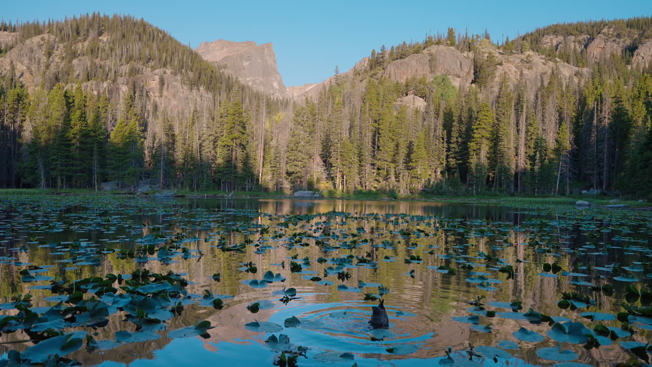 Natural forest lake framed by tall trees and peaceful reflections below
