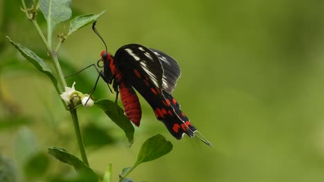 butterfly relaxing on flowers