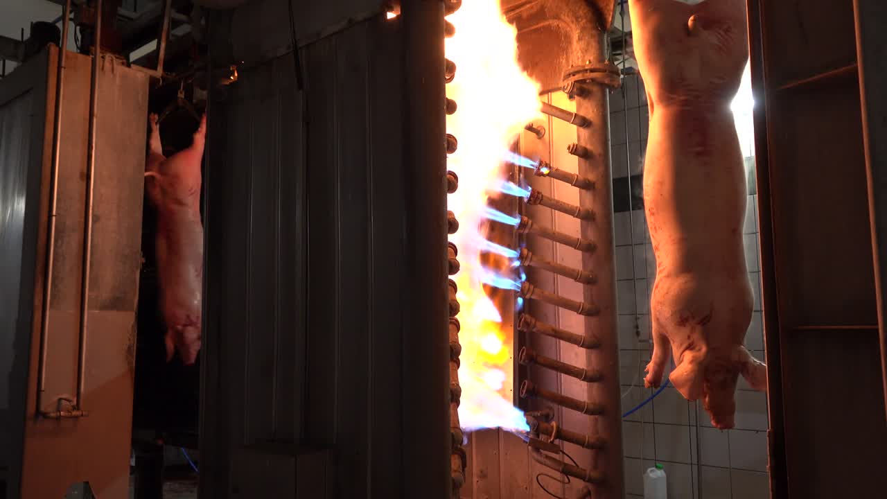 횃불에 매달린 돼지의 털 청소