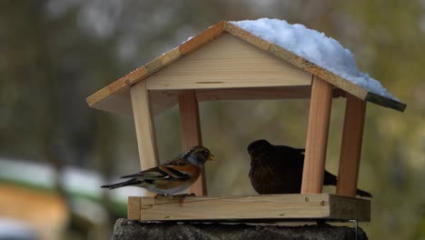 colorful brambling and dark female of common blackbird harmoniously eating from one bird feeder