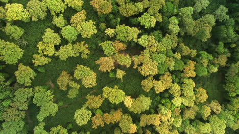 aerial flight over a green forest