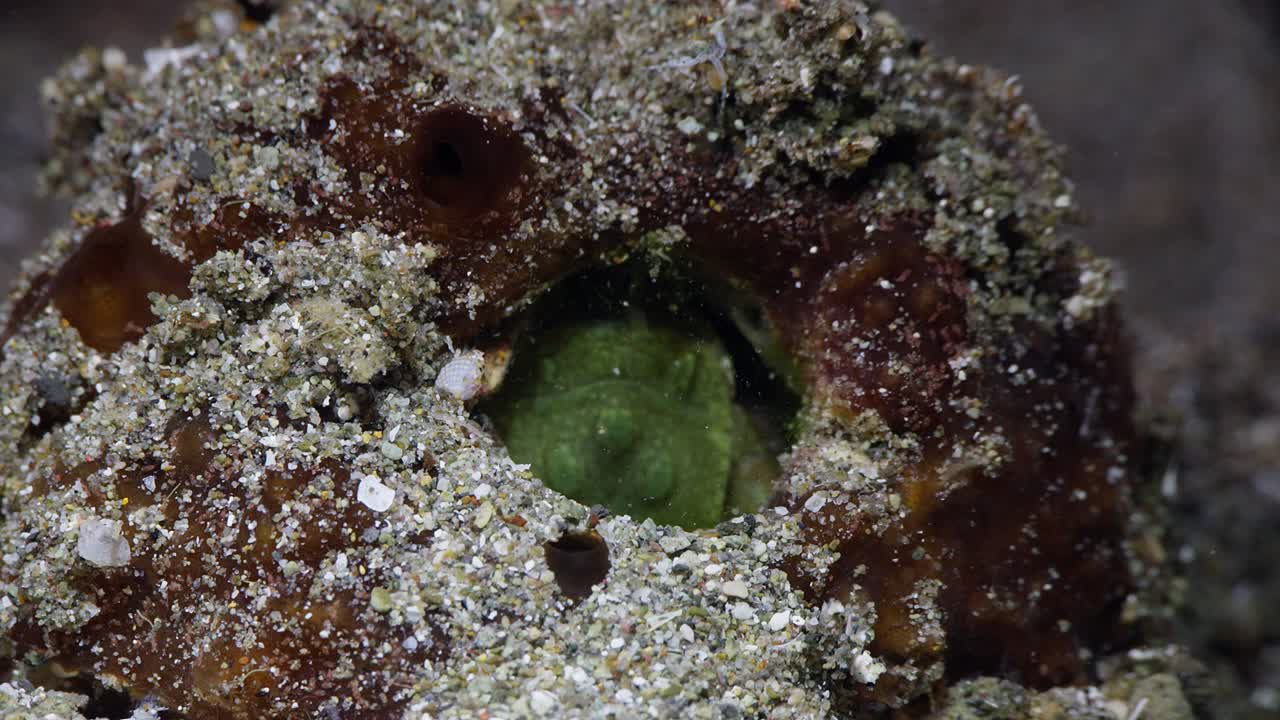 el pequeño camarón mantis limpia la arena del agujero, anilao, filipinas 2 de 4 60 fps