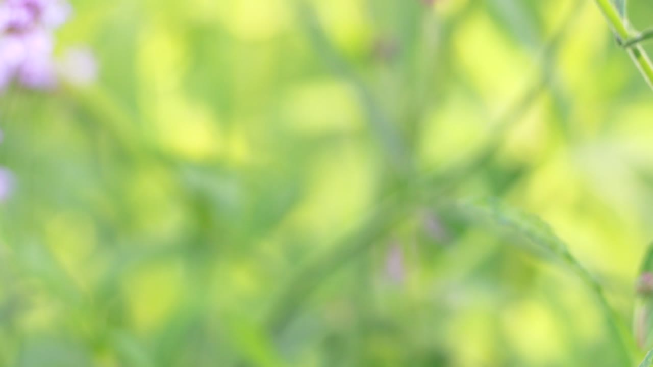 una abeja recogiendo néctar de flores púrpuras en un exuberante parque verde
