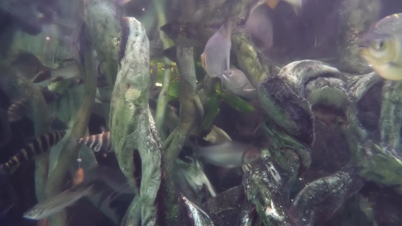 아마존 강 환경에서 피라냐 수영