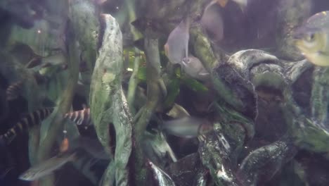 las pirañas nadan en un entorno del río amazonas