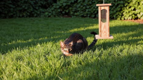 cat in a garden with a bird feeder