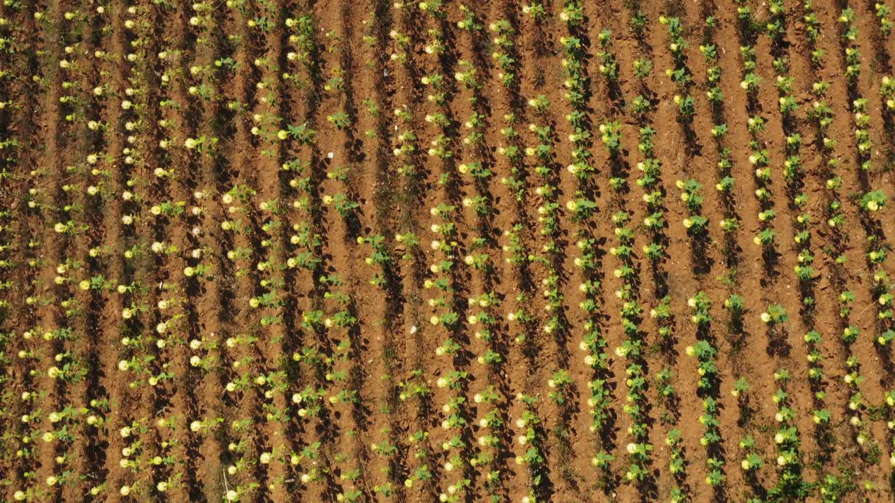 vista de arriba hacia abajo de la cosecha de campo de girasol
