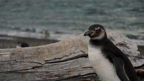 pingüino de magallanes caminando cerca de la playa en la isla martillo, tierra del fuego, argentina - de cerca