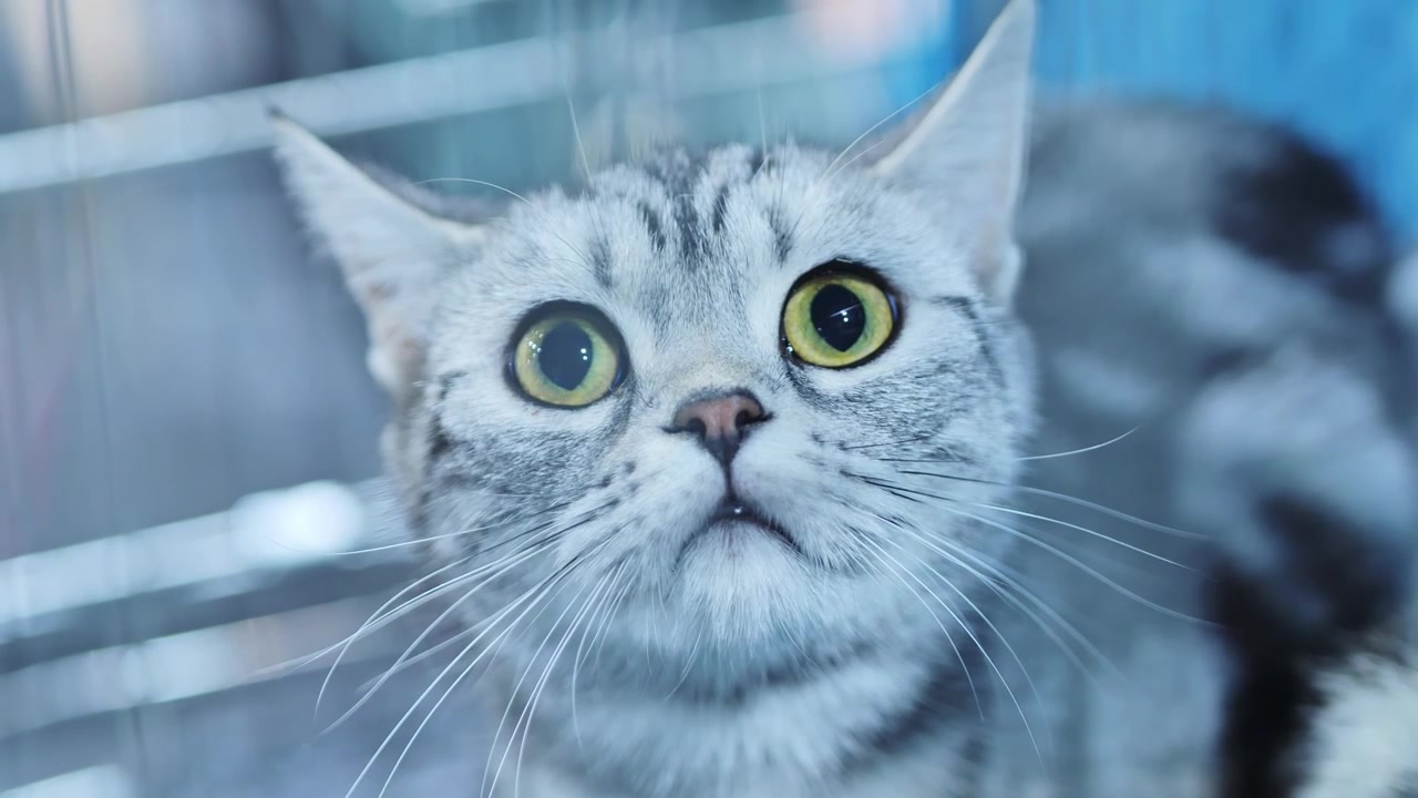 Ritratto 4K di gatto British Shorthair in gabbia, che esprime curiosità e meraviglia.