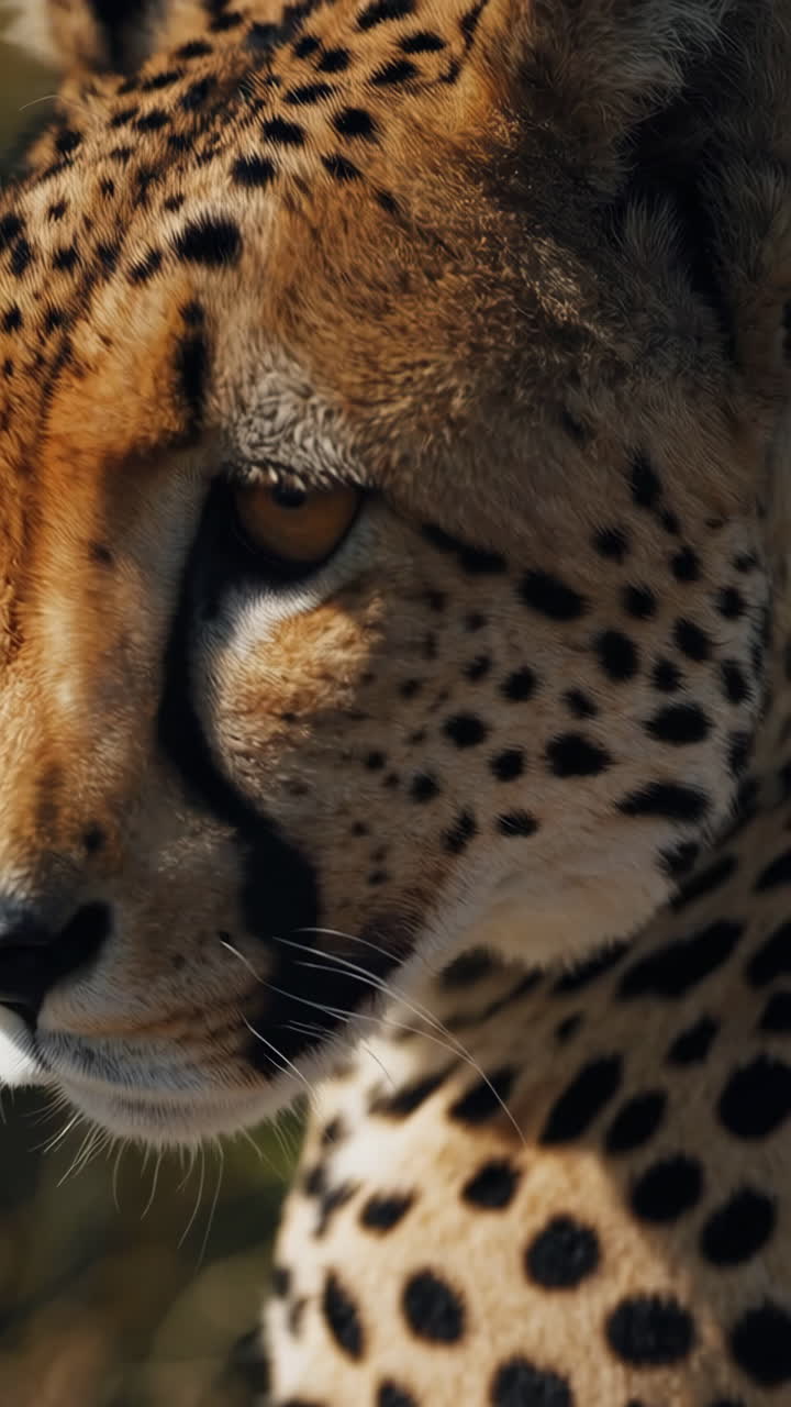 Cheetah in the African Savanna