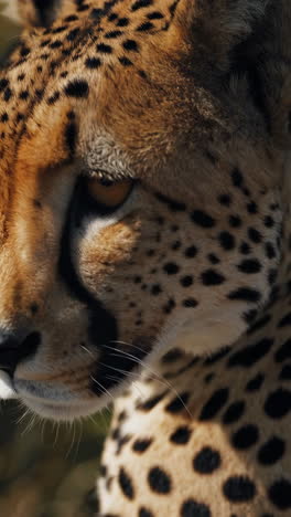 cheetah in the african savanna