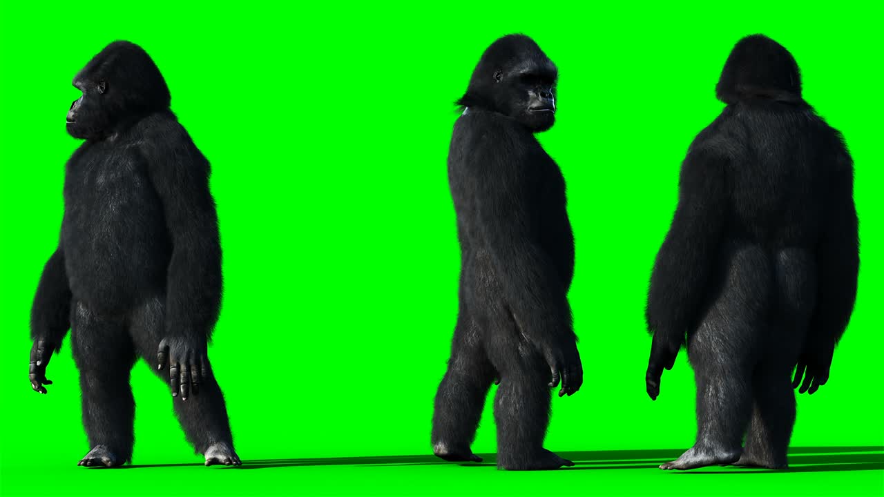 재미있는 고릴라, 현실적인 털, 그린 스크린 애니메이션