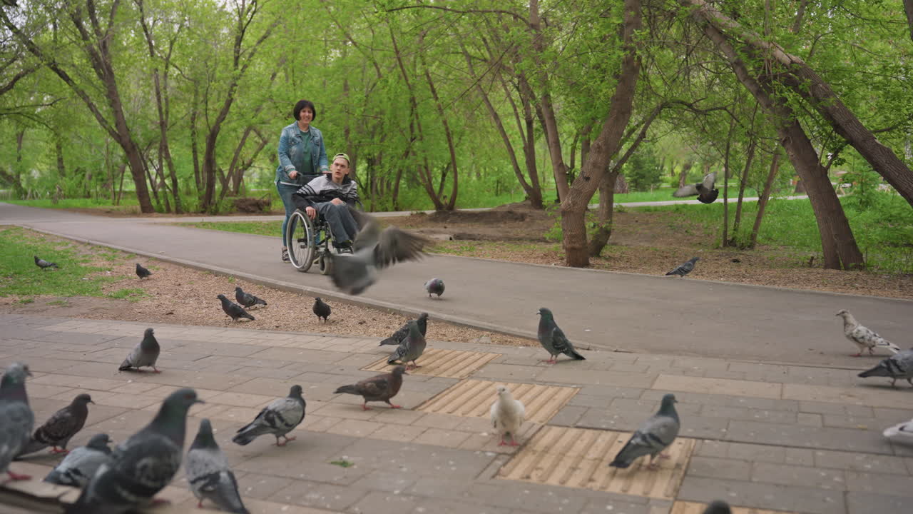Person In Wheelchair Feeding Pigeons On Park Path, Wooden Bench In Foreground, Flock Of Birds Pecking At Crumbs, Tree Canopy And Green Lawn, Peaceful Morning Atmosphere Highlighting Accessibility