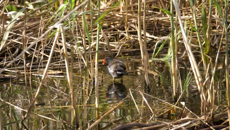 a common moorhen swims around in a densely vegetated pool in search of food