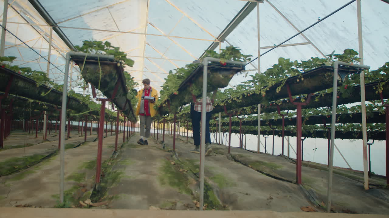 Female Farm Workers Walking in Greenhouse and Picking Up Berries