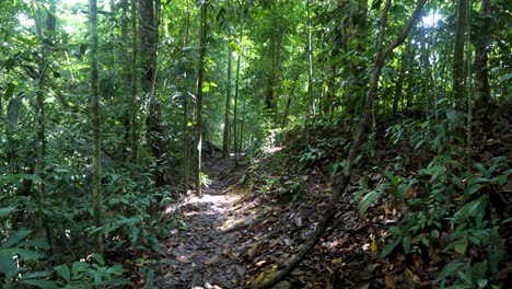 Light-breaking-through-tropical-environment-illuminating-hiking-trail