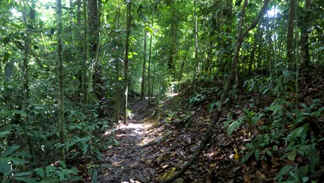 la luz atraviesa el entorno tropical iluminando el sendero de senderismo