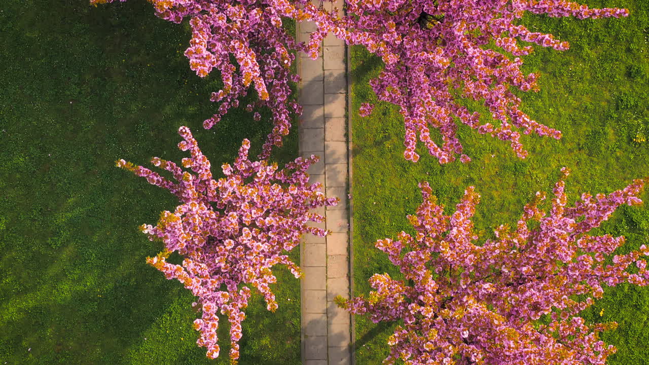 Drone view of cherry blossom alley - sakura at spring time in Bronowice, Krakow, Poland.
Morning, soft light.
Some people taking photos.
