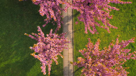 drone view of cherry blossom alley - sakura at spring time in bronowice, krakow, poland.
morning, soft light.
some people taking photos.