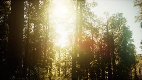 hyperlapse in sequoia forest from sunrise