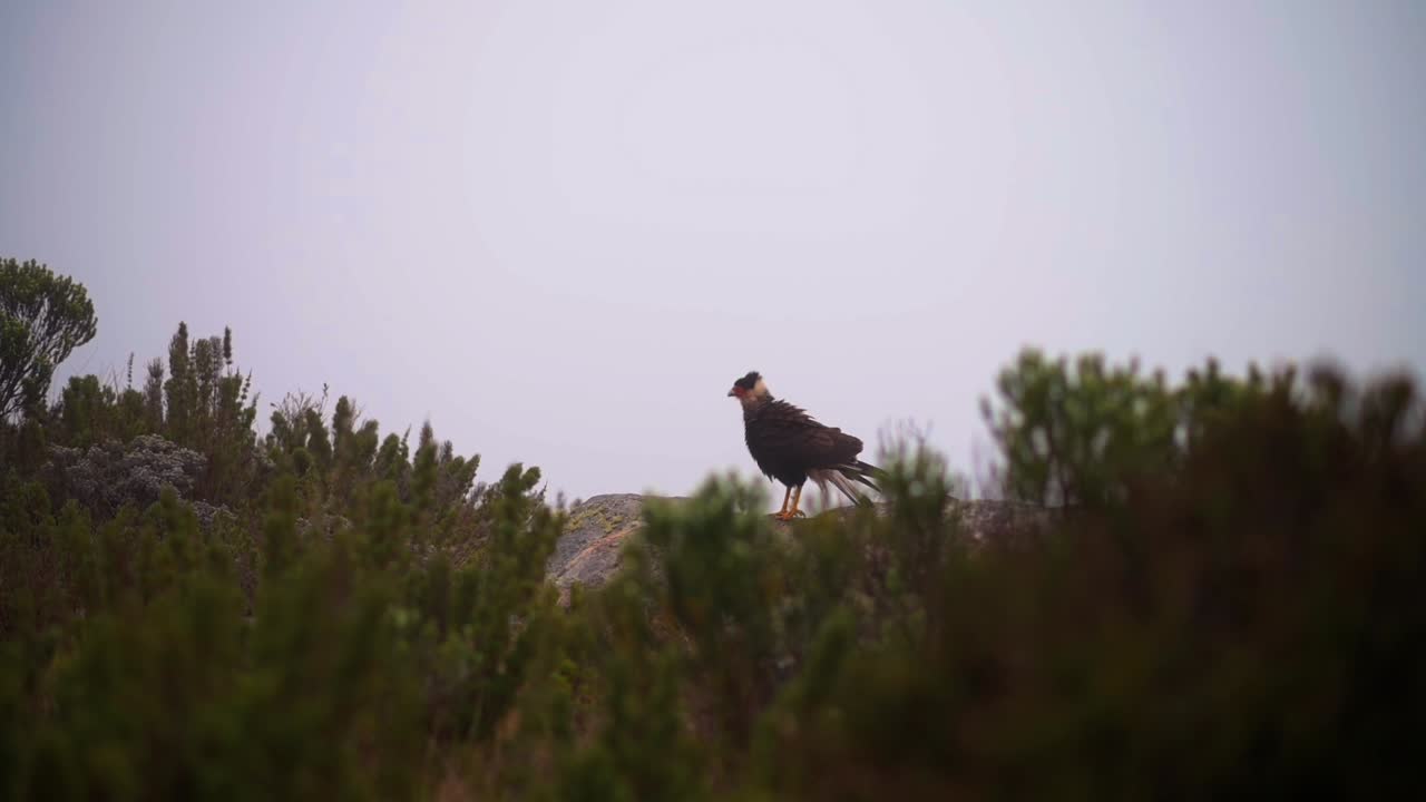 A bird standing on a rock in a misty landscape of Itatiaia, Minas Gerais, Brazil