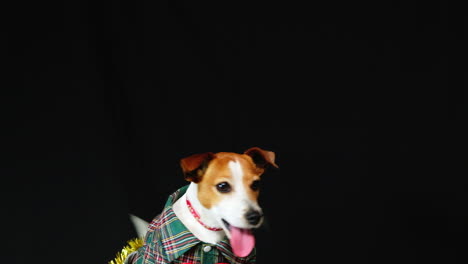 puppy in festive christmas costume sits like meerkat to get a treat