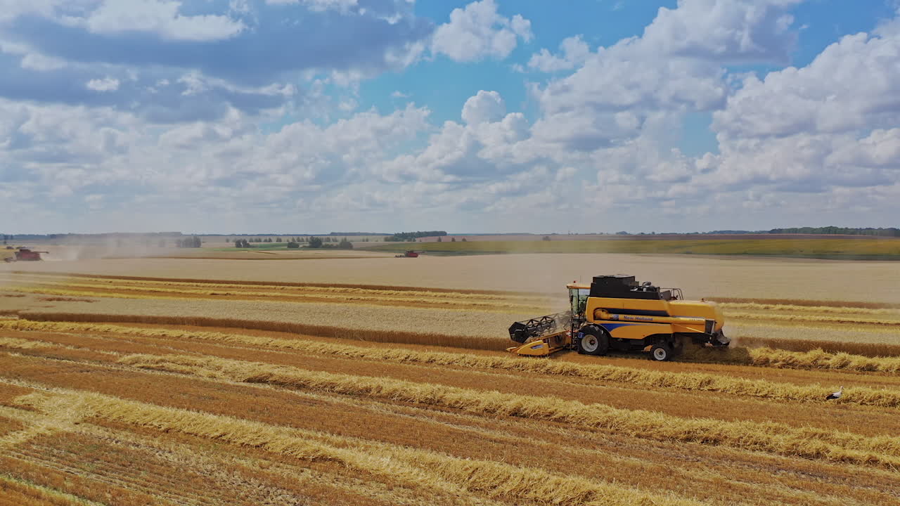 Harvester reaped wheat in the field. Combine harvester agriculture machine harvesting golden ripe wheat field