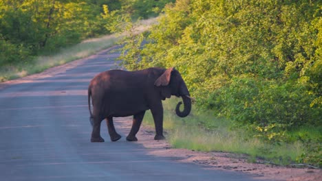 African-elephant-standing-on-asphalt-road-near-leafy-savannah-thicket