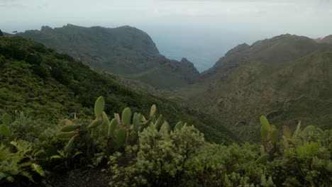 Prickly-pear-and-mountains-of-north-Tenerife-landscape,-Canary-Islands-in-spring