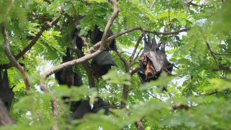 Fruit-Bats-Hanging-From-Trees-closeup-view