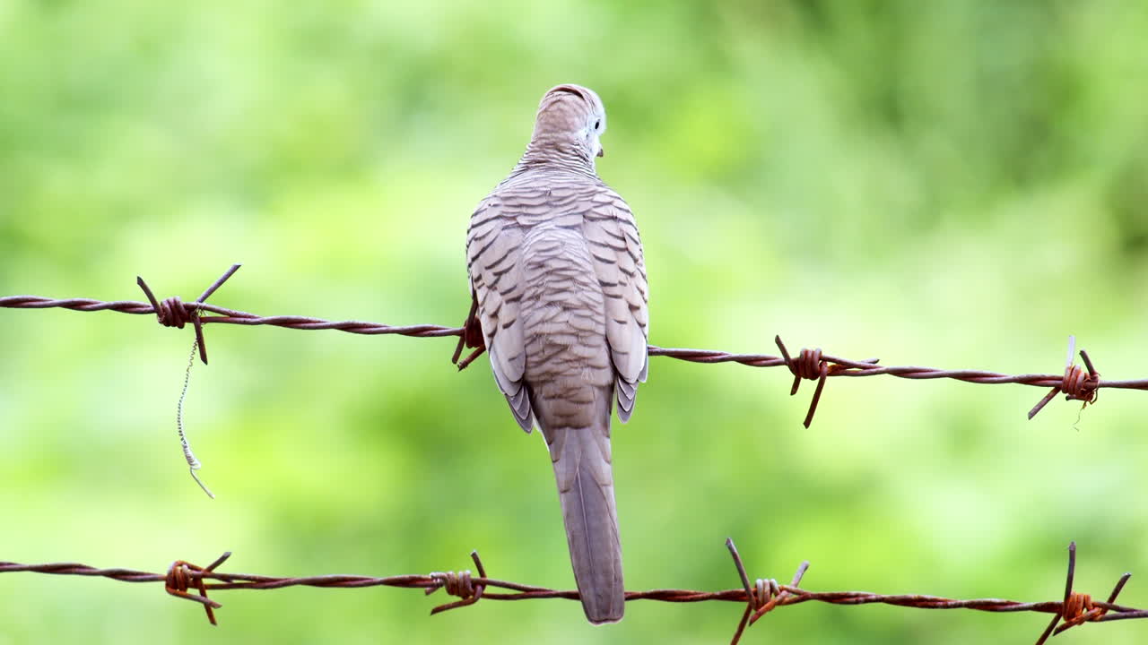 sentado en un alambre de púas espinoso y oxidado, una paloma cebra geopelia striata está mirando a su alrededor mientras otras aves están volando en bangkok, tailandia