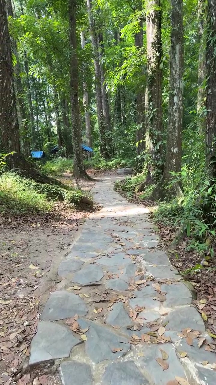 Sendero de piedra que serpentea por un bosque tropical exuberante