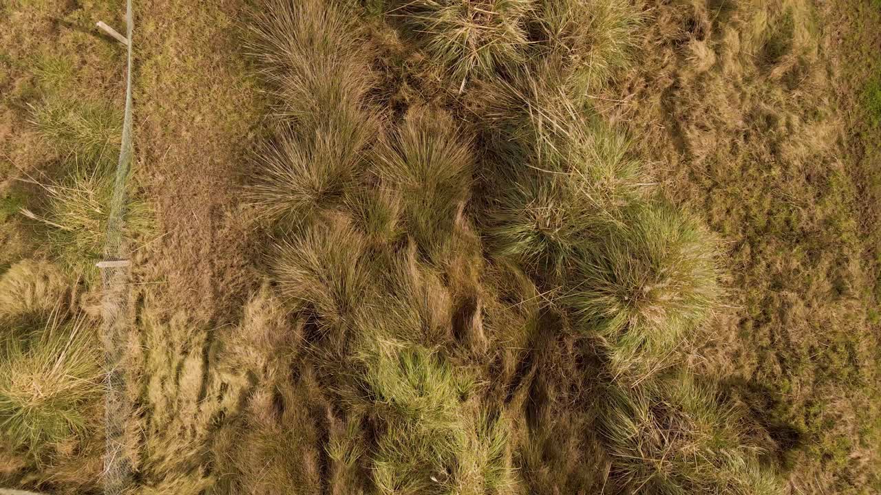 vista aérea de 4k de cortaderia selloana comúnmente conocida como hierba de pampa temblando en el viento, drone avanzando en el estuario de ria de aveiro del río vouga 60fps