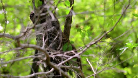 Der-Indochinesische-Leopard-Ist-Eine-Gefährdete-Art-Und-Eine-Der-Großen-Katzen-Thailands