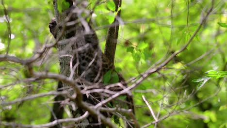 The Indochinese Leopard is a Vulnerable species and one of the big cats of Thailand