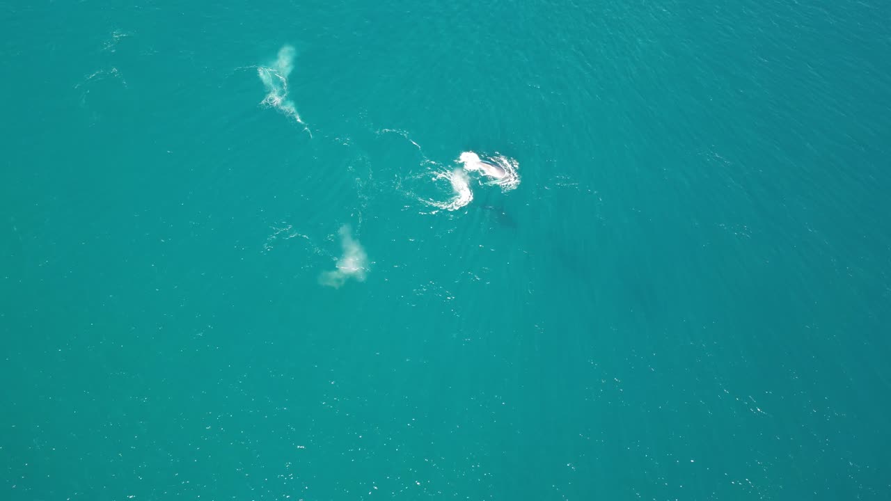 Aerial View of Humpback Whale Breaching in the Ocean