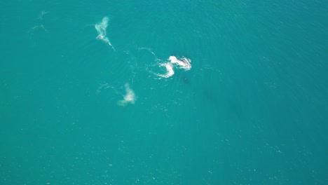aerial view of humpback whale breaching in the ocean